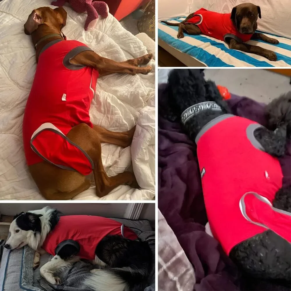 Red L Dog Recovery Suit - After Surgery Cone Alternative for Female & Male Dogs